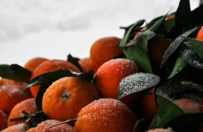 Pomi fructiferi rezistenți la iarnă: expert recomandă plantarea
