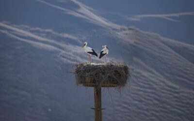 Berzele s-au întors în România. Ghid pentru cuiburi și pui în pericol