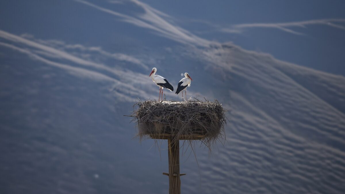 Berzele s-au întors în România. Ghid pentru cuiburi și pui în pericol