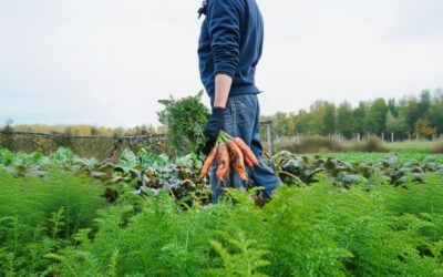 Cultivarea morcovilor aduce o recoltă bogată în doar 2-3 luni