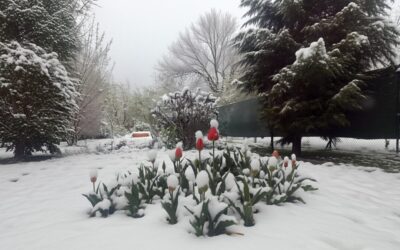 Cum protejezi grădina de îngheț 5 sfaturi esențiale pentru plante