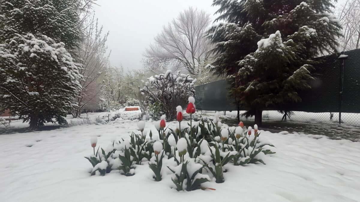 Cum protejezi grădina de îngheț 5 sfaturi esențiale pentru plante