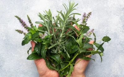 Rozmarinul ar putea lupta cu Alzheimerul printr-un nou compus derivat