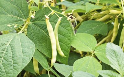 5 plante pe care să le cultivi lângă fasole pentru o recoltă bogată