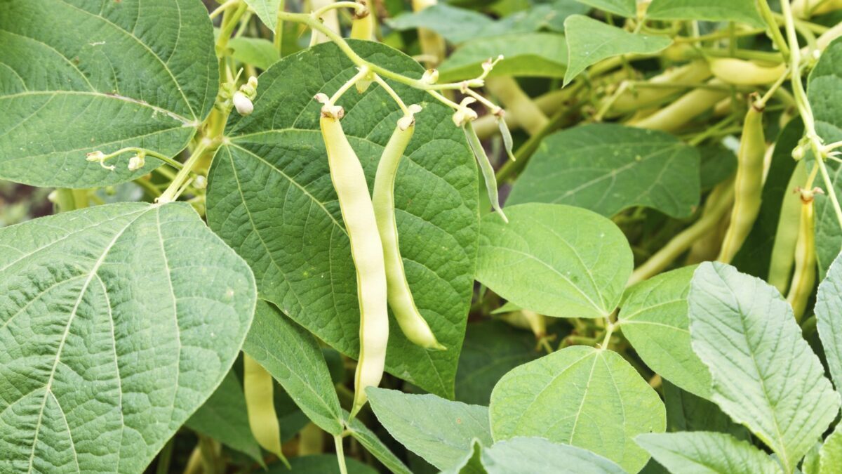 5 plante pe care să le cultivi lângă fasole pentru o recoltă bogată