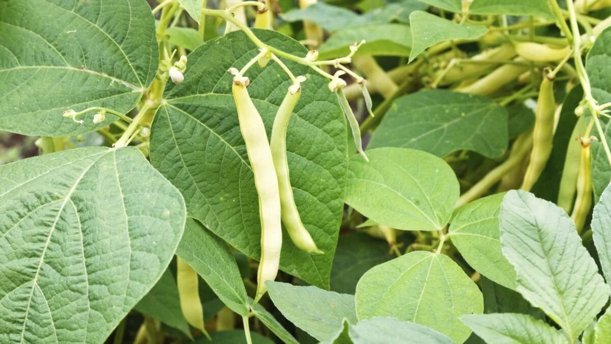 5 plante pe care să le cultivi lângă fasole pentru o recoltă bogată