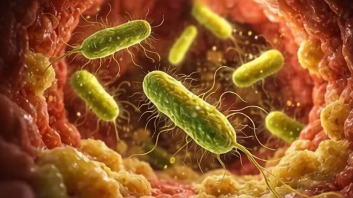 Tratamentul pentru C. difficile crește rata de recuperare prin transplant