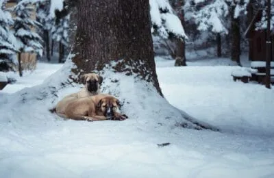 Un pui de Boz Çoban Köpeği pornește de la 500 de euro. Ștefan Tonea explică ce cere creșterea rasei